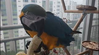 청금강 카라 집에서...