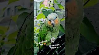 손? 잘쓰는 앵무ㅋㅋ#주쌀롱#마스코트#엔젤#이태원작은정…