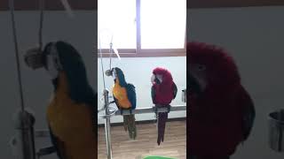 홍금강 앵무새 타미 장난감 가지고 노는 청금강 앵무새 …