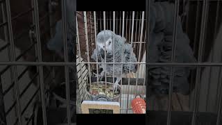 밥 앞에 이거 뒀더니 빡친 앵무새 반응