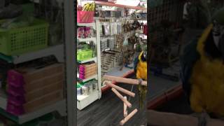 청금강 앵무새 놀이터/흔들계단 횟대