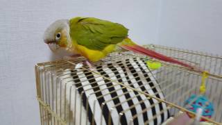 [앵무파파] 아침부터 까칠한 파인애플코뉴어 코니 [20…