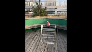 스파르타~! 포도의 자유비행 입문자 시절, 옥상 호출 훈련 모음 Spartans! Freeflight calling training on the rooftop