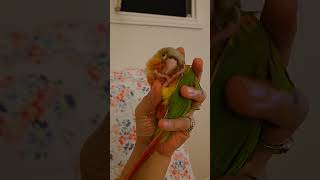  #birds #parrot #cute #fyp #sh…