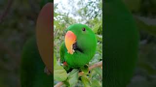 앵무새와 오디♡ #parrot #birds #과일 #뉴기니아