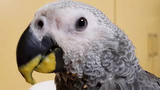 오늘부로 우리가족이 된 춘심이♡♡ 회색앵무 아가^^