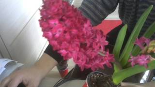 선홍빛 히야신스