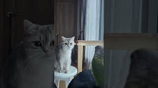 홍시와 라봉이 첫만남~#앵무새#코뉴어#고양이