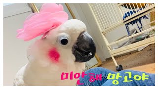 [#앵집사] 망고 더이상 힘들거 같습니다.