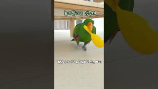 놀아달라는 앵무새 | 안놀아주면 어떻게 될까 ㅎ    …