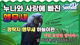 누나와 사랑에 빠진 ★말하는 앵무새★가 있다구?? 지금…