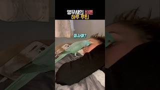 앵무새의 바쁜 하루 루틴 #동물 #앵무새