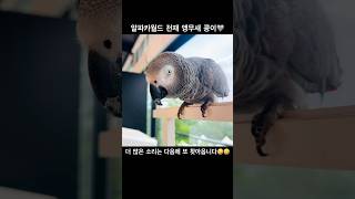 천재 앵무새 콩이#알파카월드 #알파카 #앵무새 #회색앵무 #말하는앵무새 #동물 #귀여운 #쇼츠 #구독 #좋아요 #animals #alpaca #parrot #shorts