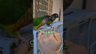 코뉴어앵무새#하랑이#하봉이#parrot##더빙농장 #병…