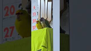 아이구 부산시러워라 형아 좀 자게 냅둬라 #코뉴어 #카카리키 #앵무새 #birds #parrot