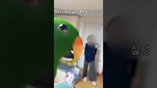 마사지하는 집사 경계하는 앵무새 #뉴기니아#뉴기니아앵무새 #앵무새 #eclectus #eclectusparrot #parrot #shorts