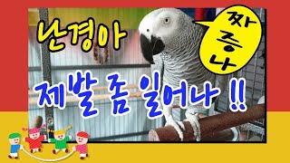 [난경아~]누가이기나해보자 이거지? 나는 앵무새야~[연구대상앵무새똘이]