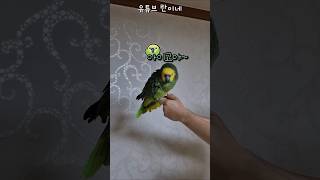 [수리](공포특집) 앵무새의 습격 / #말하는앵무새 #…