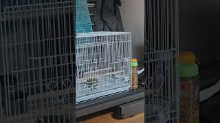 똑똑한 앵무새 하루의 쇼생크 탈출급 새장메서 나오기 #탈출 #퀘이커 #앵무새 쇼생크탈출