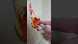 무편집동영상 코뉴어앵무새 Vlog- 악수하다 쓰러지고 …