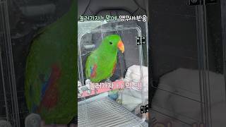 놀러가자는 말에 앵무새 반응             #뉴기니아#앵무새#뉴기니아앵무새 #eclectus #parrot #eclectusparrot #birds #shorts