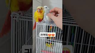 #birds #parrot #앵무새 #코뉴어 #cute #썬칙코뉴어 #pets #animals #모란앵무 #lovebirds #애완동물