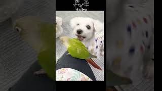 우리집 귀요미들~♥️#반려동물 #앵무새키우기 #birds #코뉴어앵무새 #개와새