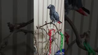 아무말이나 막들이대는 회색앵무새