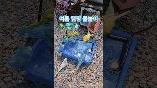 여름 캠핑가서 물놀이 #반려동물 #앵무새 #퀘이커 #사…