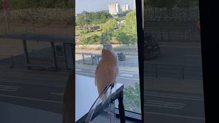 안녕하세요‍♀️하는 코카투