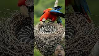 #parrot #birds #macaw #animals dengerous snaks