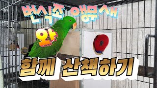 번식조 앵무새와 산책하기