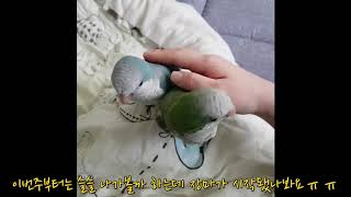 퀘이커 앵무새 쓰담 쓰담을 좋아해요
