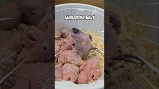 이유식먹을시간인데 잠이와서 넘어가는 썬코뉴어 #sunconure