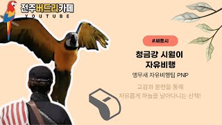 [앵무새자유비행] 청금강시월이  세종시