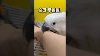 아기때만 볼 수 있는 앵무새의 아기짓  안산 앵무새카페 버드스팟, 엄브렐라 코카투 청금강 앵무새