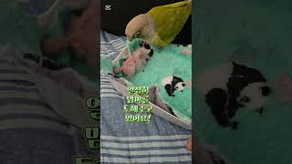 코뉴어 앵무새 아빠 라임이가 아가앵무새 맘마주는 영상~#코뉴어 #코뉴어앵무새 #앵무새 #앵무새키우기 #육아