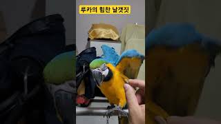 집오면 잣 주는 재미 #macaw #청금강 #청금강앵무…