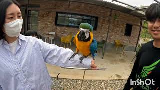 아마조나 앵무새 카페 방문(코뉴어, 아마존, 모란, 청…