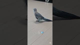 퀘이커앵무새#귀요미#Quaker#baby bird