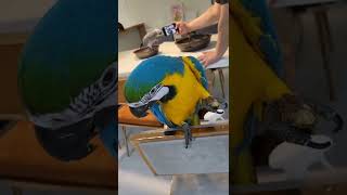 청금강앵무 밤먹방