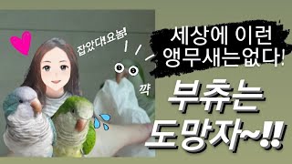 퀘이커앵무새 순도리♡부츄 (세상에 이런 앵무새는없다!)…