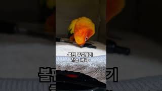 볼펜을 화장품으로 착각하고 뚜껑 열기 시도하는 써니~ #썬코뉴어 #앵무새 #parrot #화장품 #cosmetics #볼펜 #ball pen # 착각 #mistake