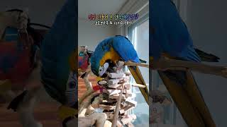 앵무새 장난감 만들어주었어요 ! 장난감 가지고 노는 청…