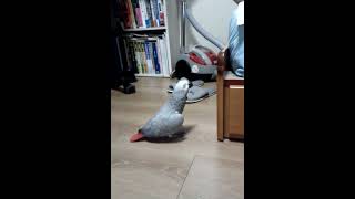 [앵무새] 다롱 - 폭풍수다