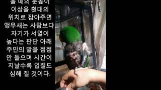 self injury Eclectus parrot th…
