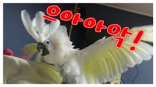 똘끼 넘치는 앵무새 코카투