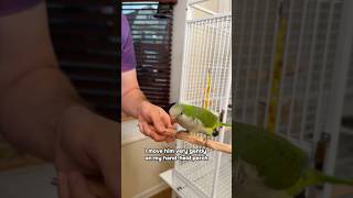 Quaker Parrot Practicing Comin…