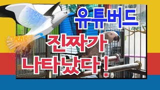 똘이왈~최고의유튜버가될거에요~[연구대상앵무새똘이]
