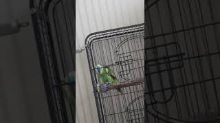 저희집 메인 앵무새인 청모자옐로우윙 아마존입니다^^